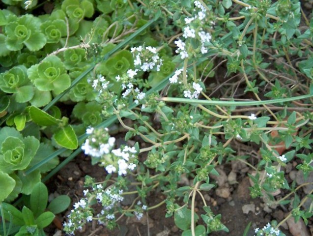 Thymus vulgaris - timijan
Avtor: katrinca
rastline.mojforum.si