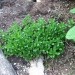 Origanum hortensis - majaron
