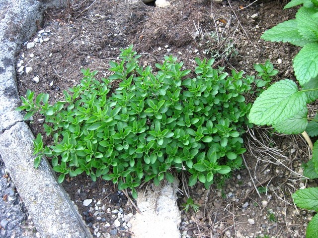Origanum hortensis - majaron
Avtor: muha
rastline.mojforum.si
