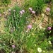 Allium schoenoprasum - Drobnjak