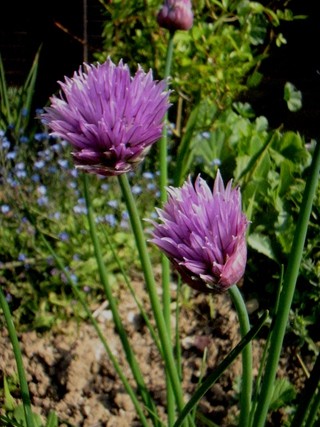 Allium schoenoprasum - Drobnjak
Avtor: katrinca
rastline.mojforum.si