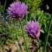 Allium schoenoprasum - Drobnjak
Avtor: katrinca
rastline.mojforum.si