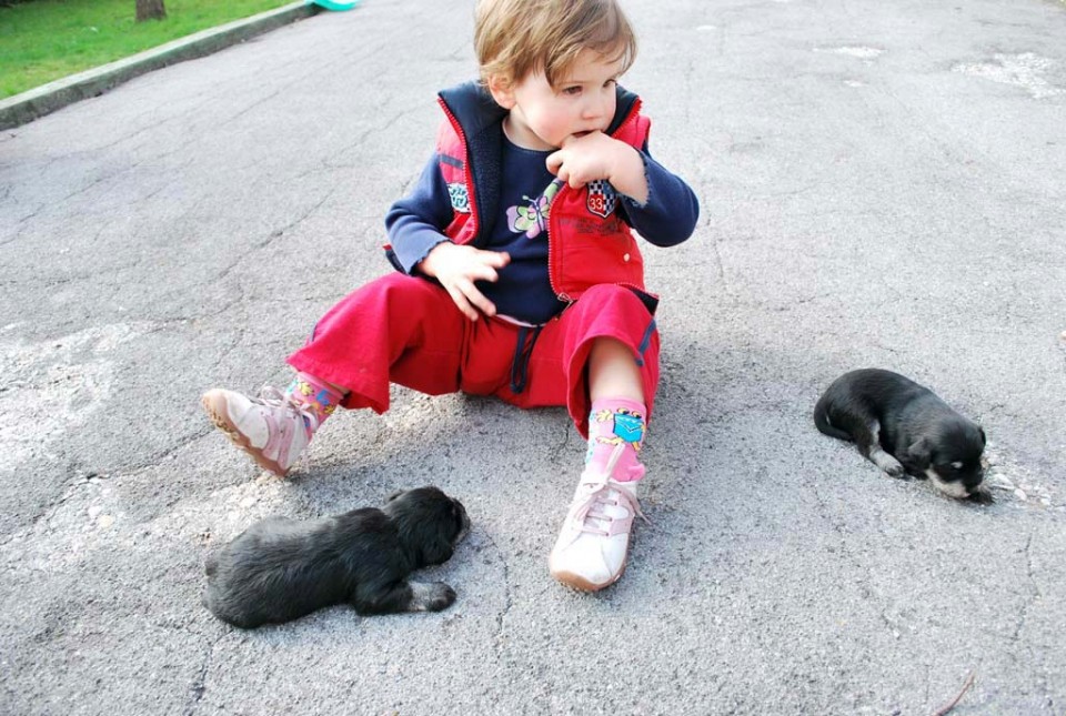 Pritlikavi šnavcer črno srebrni - foto povečava