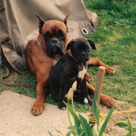 Naja - foto povečava