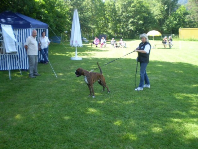 21.tiroler boxerschau - foto