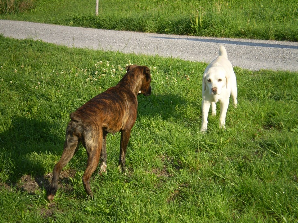 Schweiz - foto povečava