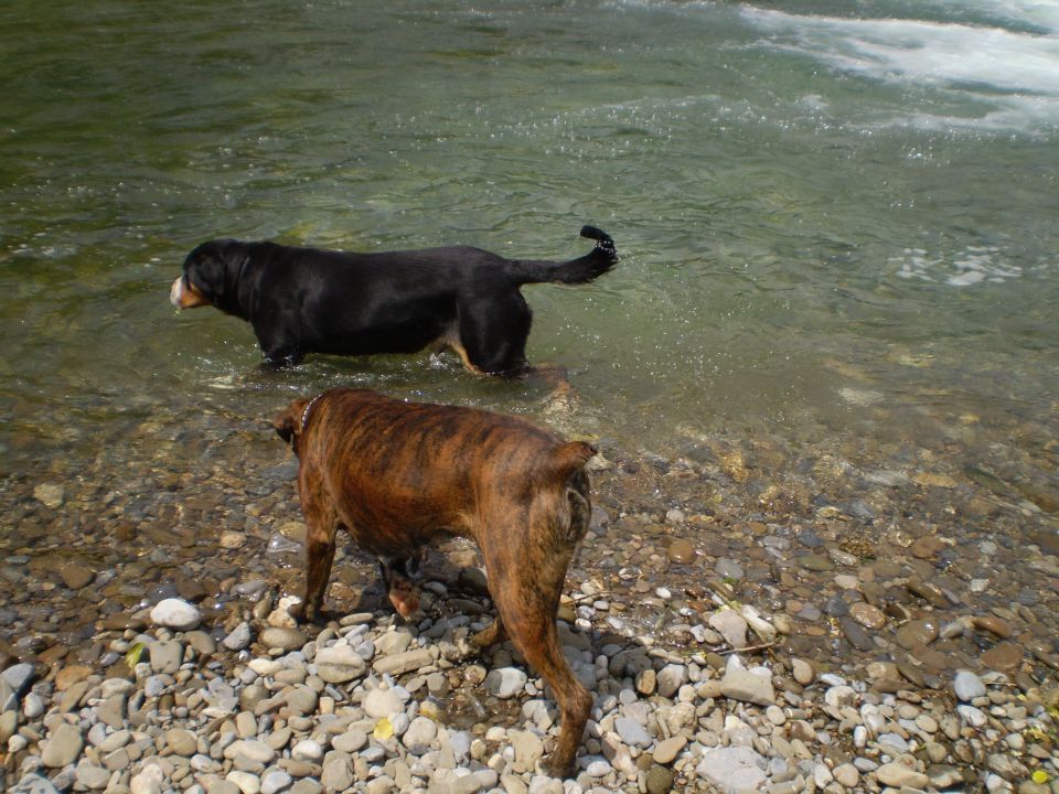 SUMMER  2010 najlepše slikce mojih psov - foto povečava