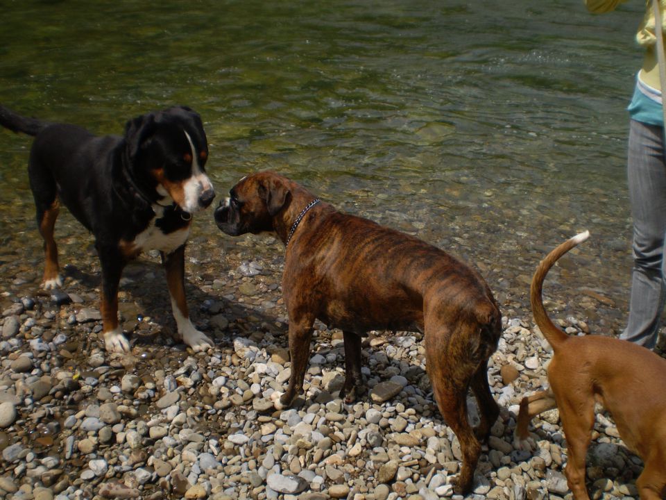 SUMMER  2010 najlepše slikce mojih psov - foto povečava