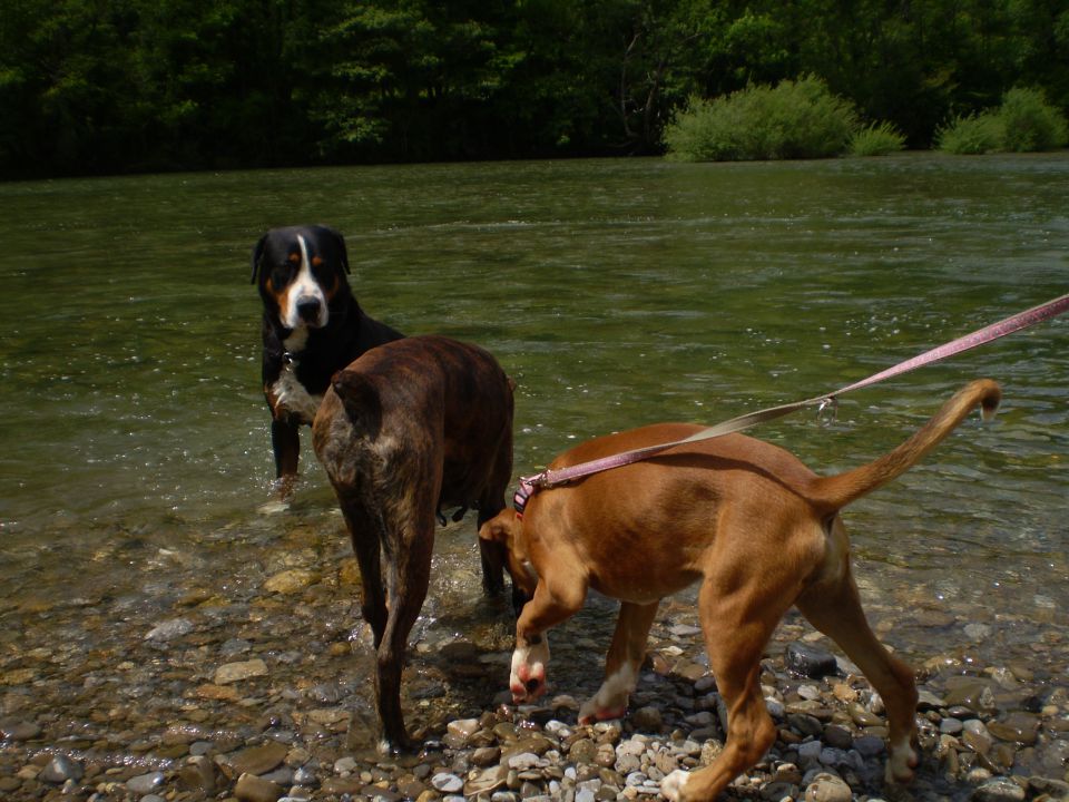 SUMMER  2010 najlepše slikce mojih psov - foto povečava