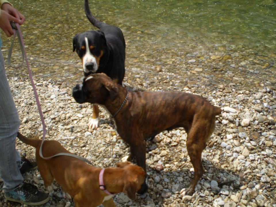 SUMMER  2010 najlepše slikce mojih psov - foto povečava