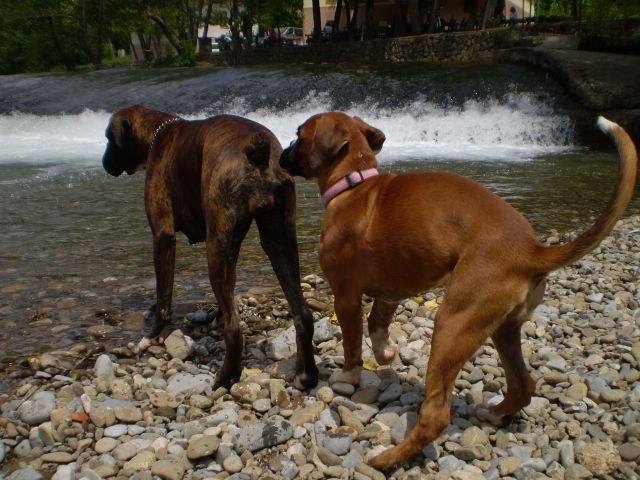 SUMMER  2010 najlepše slikce mojih psov - foto