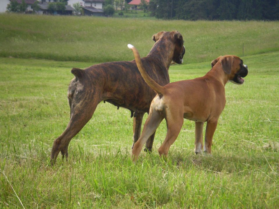 Wild play - foto povečava