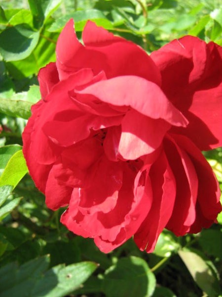 Vrtnice - foto povečava