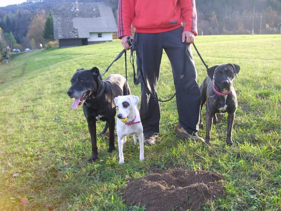 Pola, Tim, Missy in Mikka - foto povečava