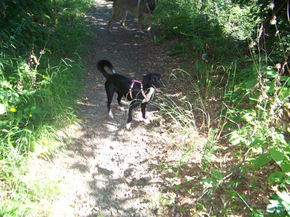 Pola, Tim, Missy in Mikka - foto povečava