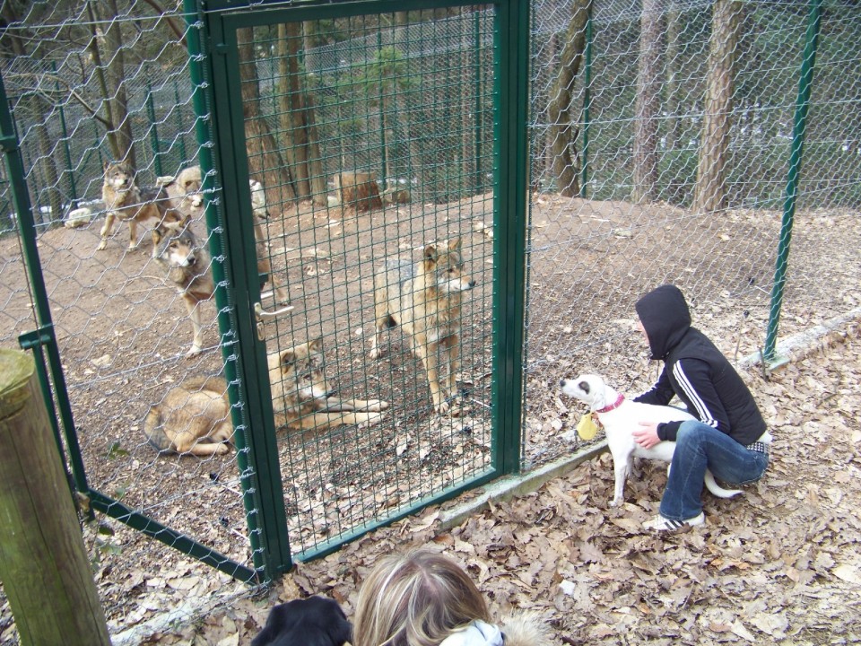 Zoo - foto povečava