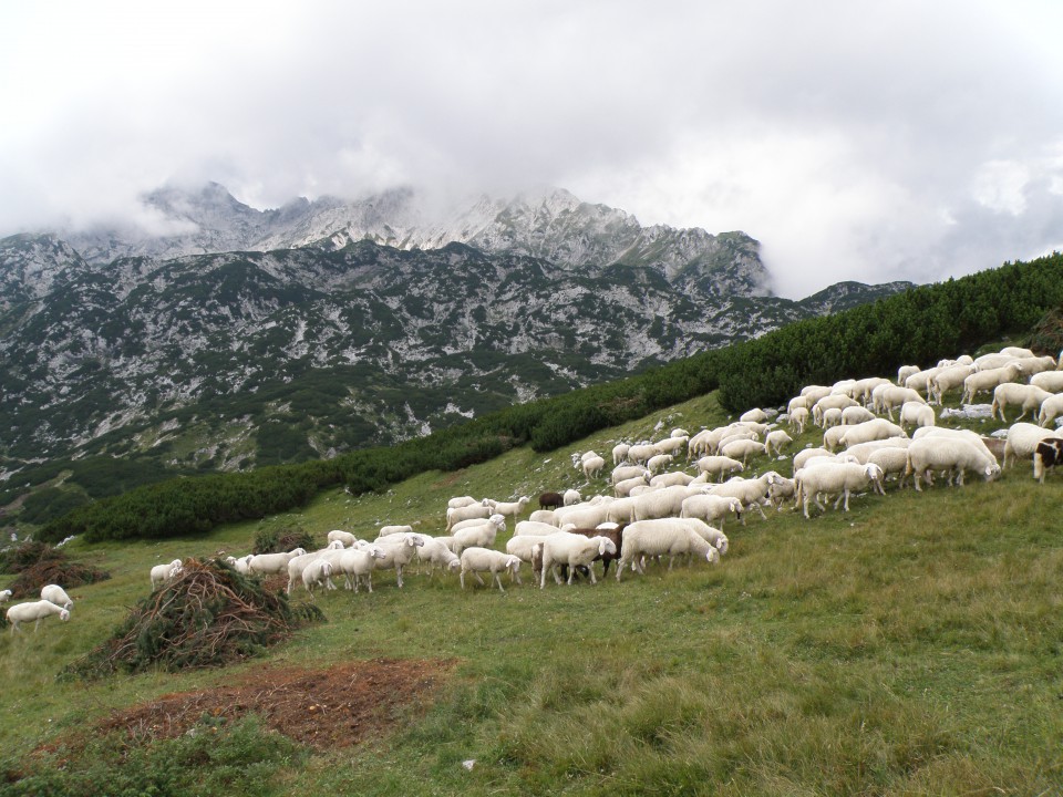 Ovce (niso v megli) in Ojstrica (je v megli).