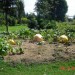površina njive samo za bigpumpkins