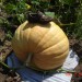 velika buča stara  50 dni,100 kg cca