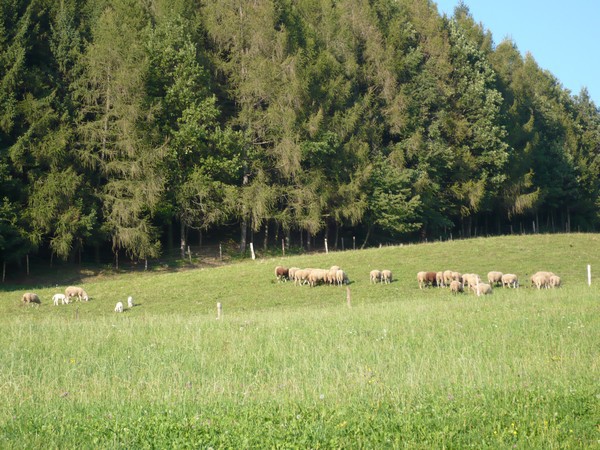 Ovce - foto