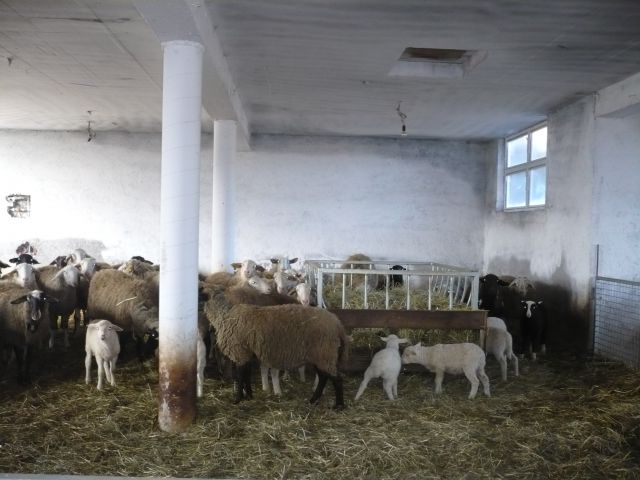 Stojalo za krmljenje ovc - foto
