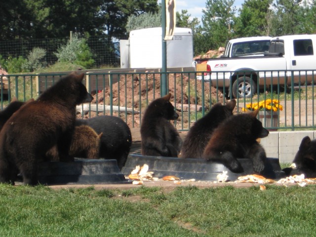 Bear Country - foto