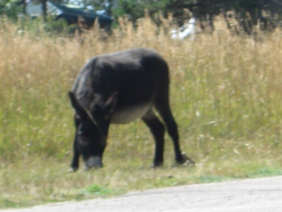 Bear Country - foto povečava