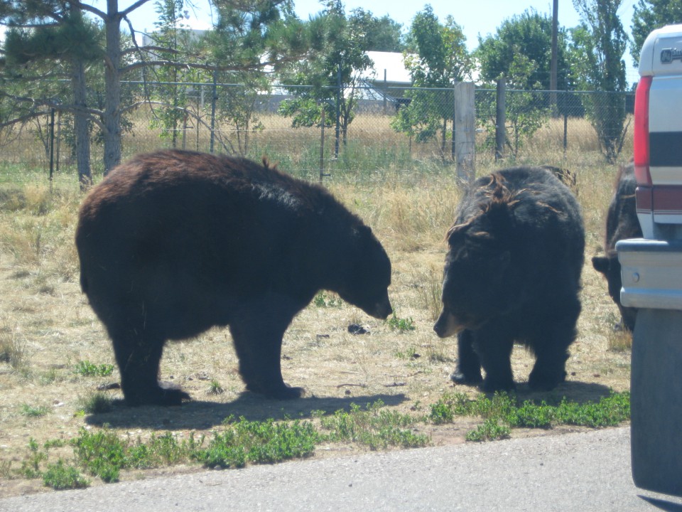 Bear Country - foto povečava