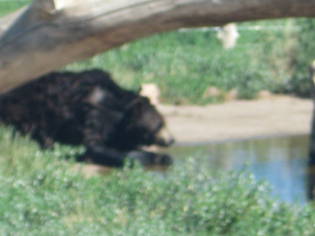 Bear Country - foto