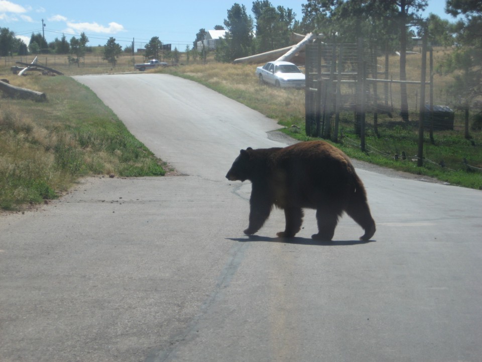 Bear Country - foto povečava