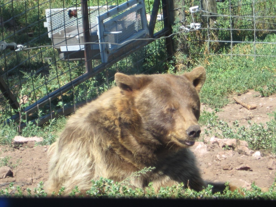 Bear Country - foto povečava