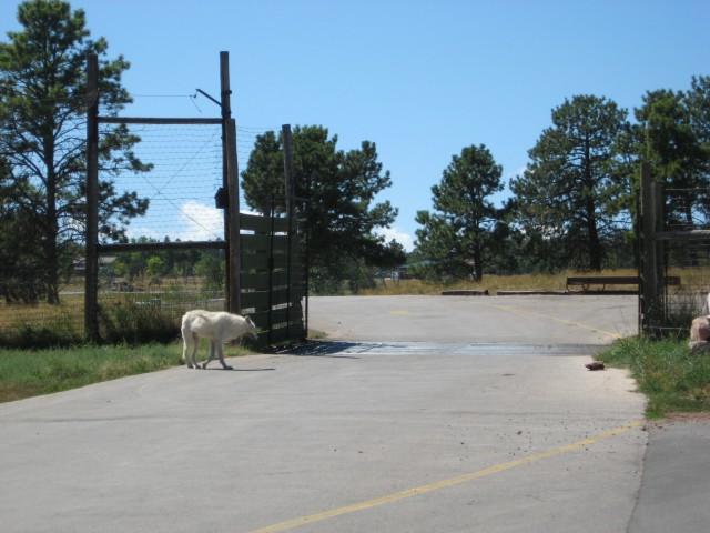 Bear Country - foto