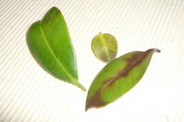 Ficus retusa - foto