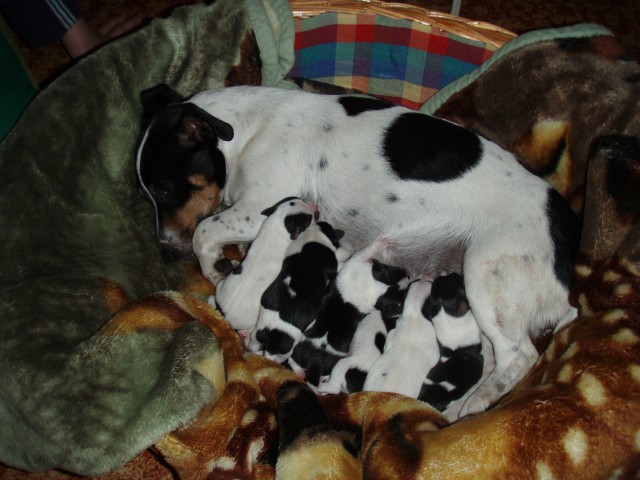 Jack russel terier - foto