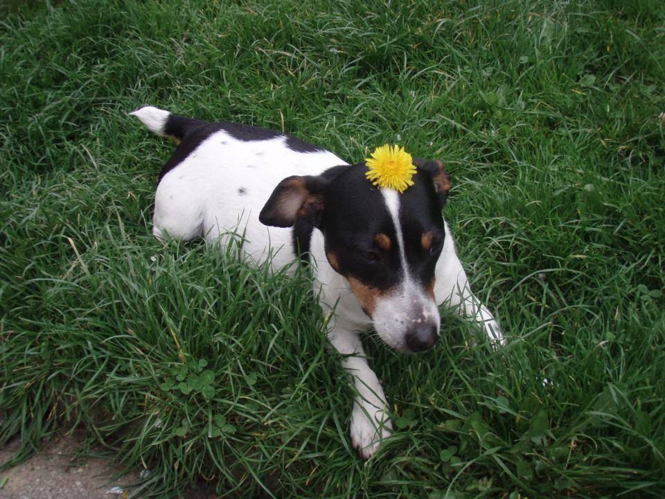 Jack russel terier - foto povečava