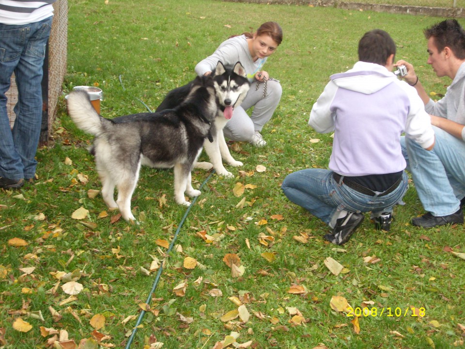 Subota u Obrenovcu 01/11/2008 - foto povečava