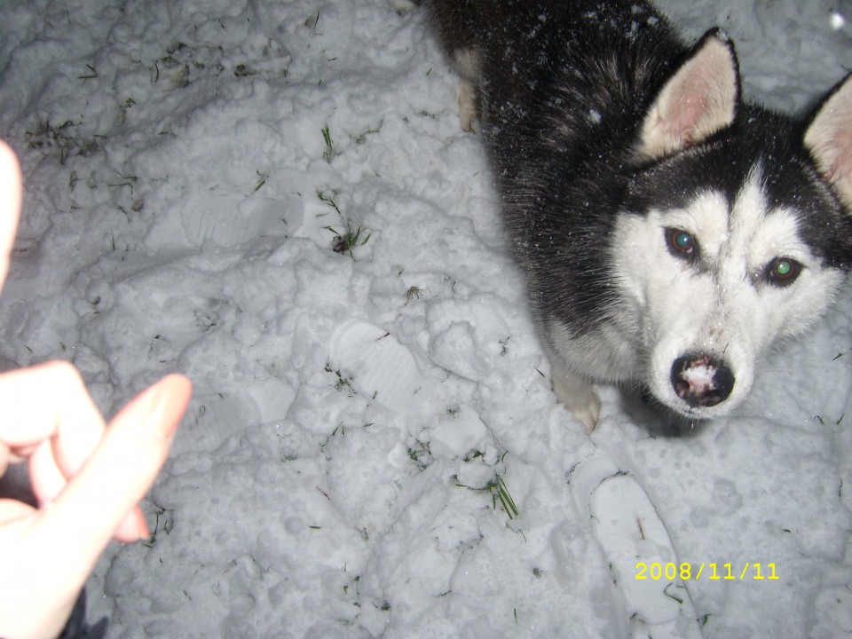 Prvi sneg 26.11.2008 - foto povečava