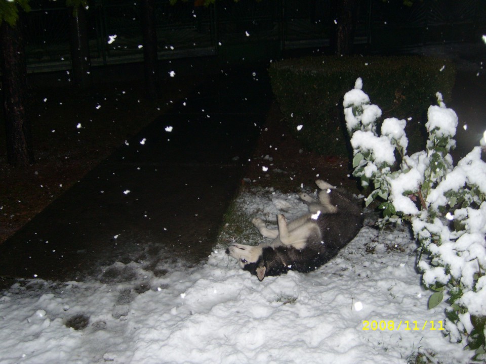 Prvi sneg 26.11.2008 - foto povečava