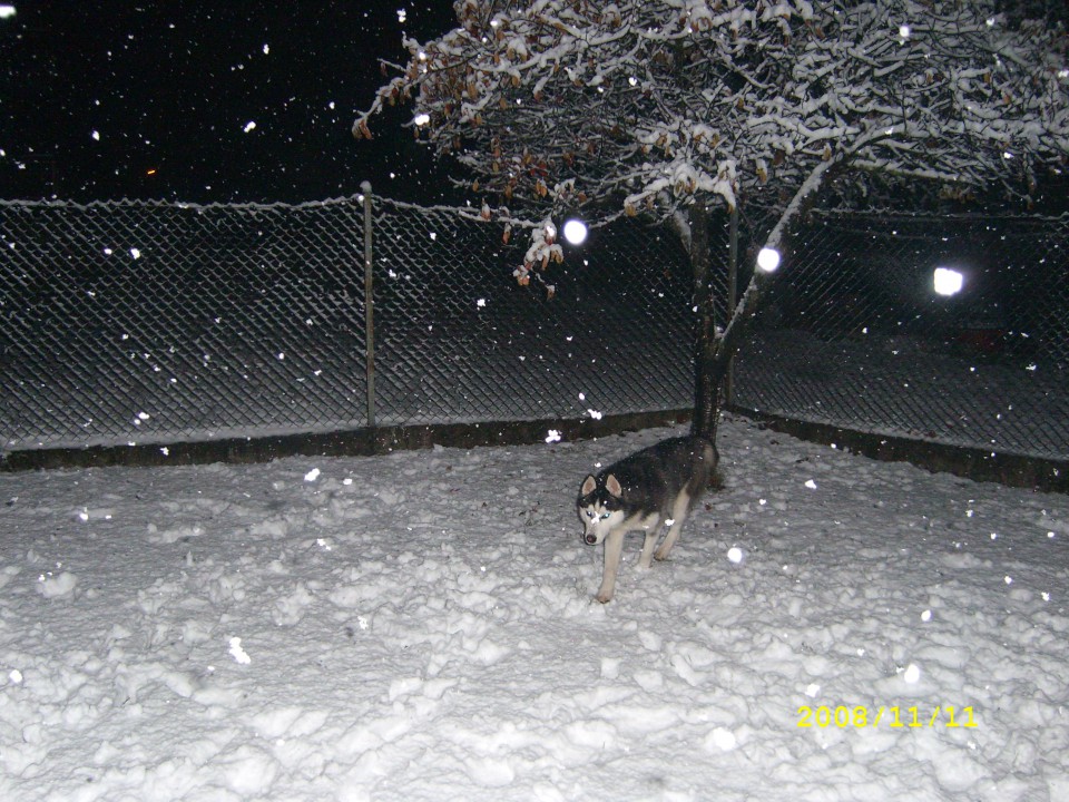 Prvi sneg 26.11.2008 - foto povečava