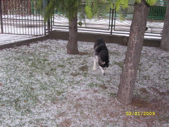 Prvi sneg 26.11.2008 - foto