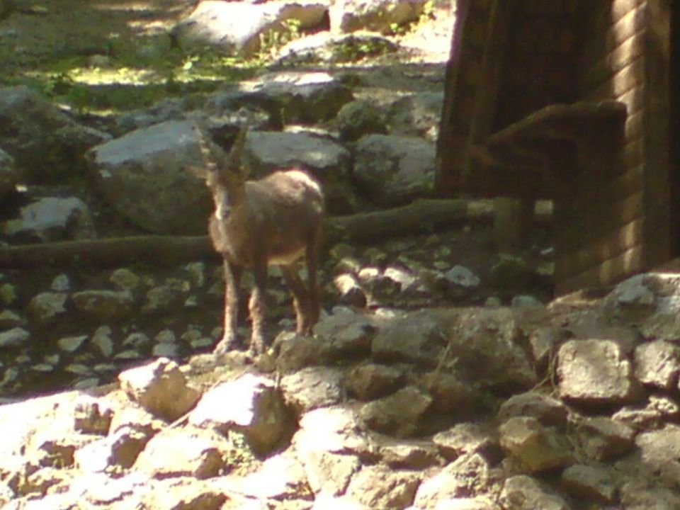 ZOO 2009 - foto povečava