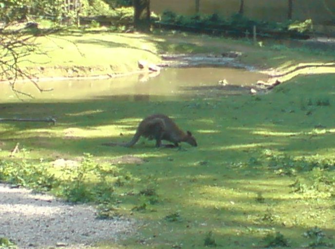 ZOO 2009 - foto povečava