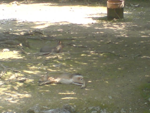 ZOO 2009 - foto