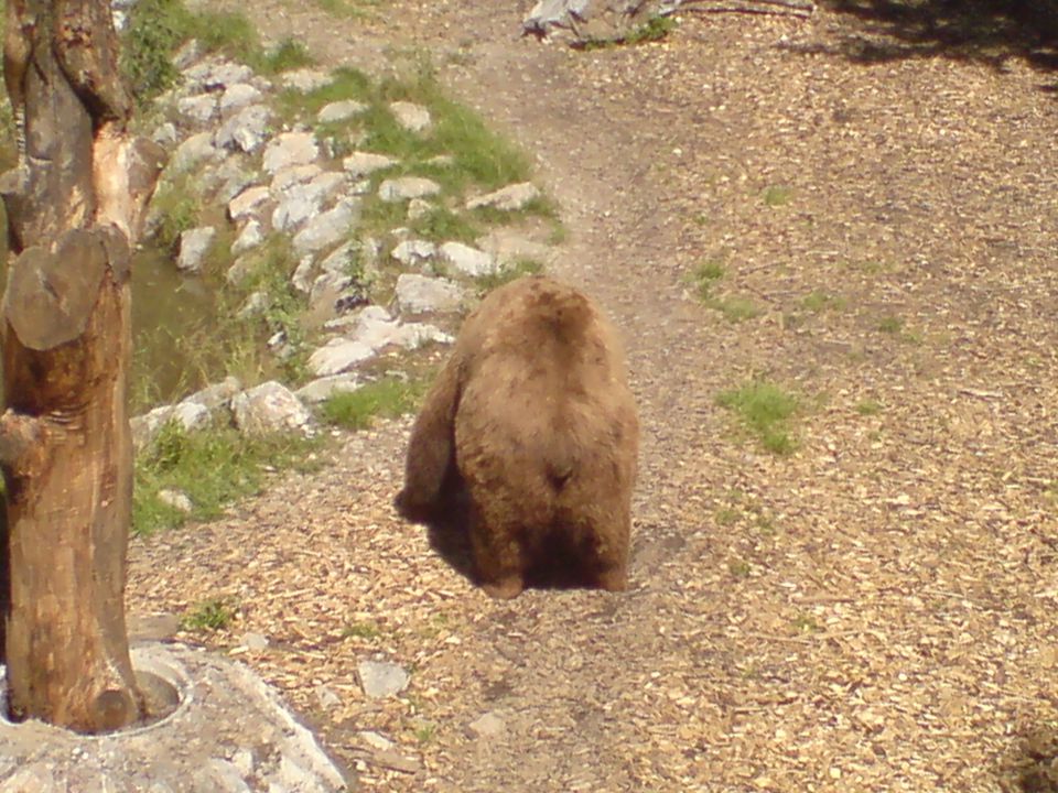 ZOO 2009 - foto povečava