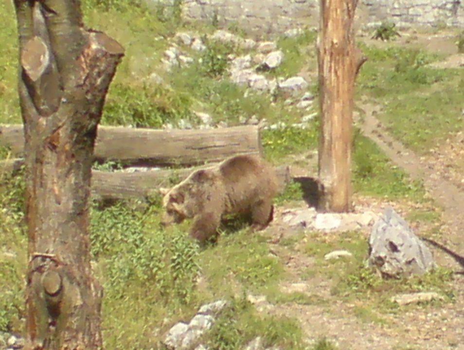 ZOO 2009 - foto povečava