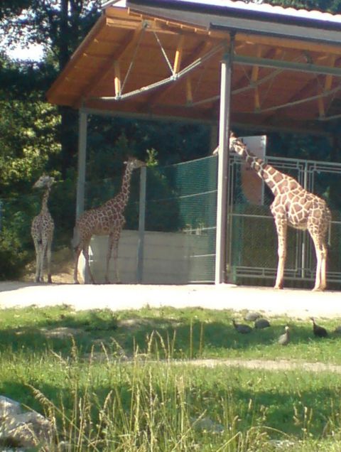 ZOO 2009 - foto