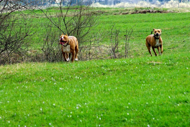 Crt&Šana2009 - foto