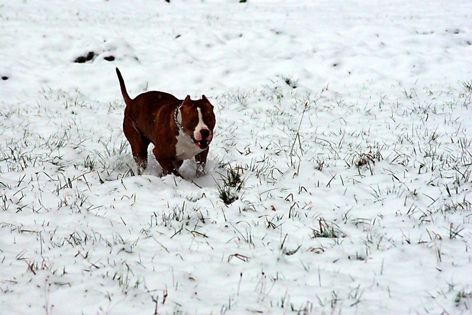 ZIMA 2008 - foto povečava