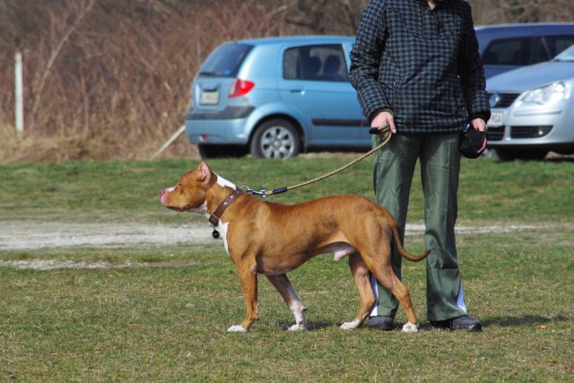 Crt v šoli - foto