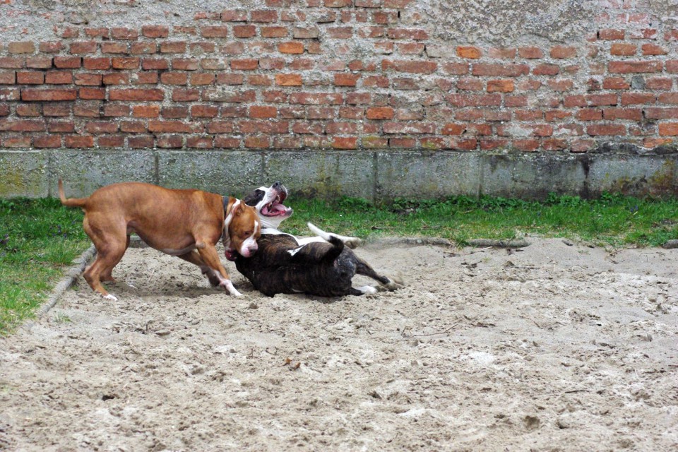 Crt in Ula - foto povečava